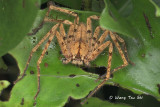 <i>(Heteropoda sp.)[T]</i><br /> ♀