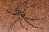 SPARASSIDAE - Huntsman Spiders