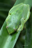 (Rhacophorus dulitensis) Jade Tree Frog