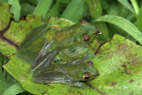 (Rhacophorus dulitensis) Jade Tree Frog