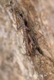 MANTODEA - Mantises