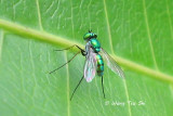 (Dolichopodidae, sp.)[A]<br /> Long-legged Fly