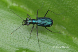 (Carabidae, Cyclindera versicolor) Ground Beetle