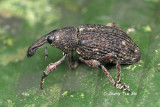 (Curculionidae, sp.)[G]Weevil