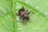 (Chrysomelidae, sp.)[I] Leaf Beetle