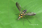 (Dolichopodidae, sp.)[D]<br /> Long-legged Fly