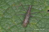 (Cerambycidae sp.)[H]  Long-horned Beetle 
