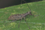(Cerambycidae sp.)[H]  Long-horned Beetle 