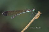 ODONATA - Dragonflies and Damselflies