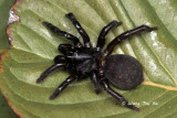 BARYCHELIDAE - Brush-Footed Trapdoor Spiders