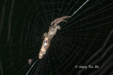 ARANEIDAE -  Orb Web Spiders 