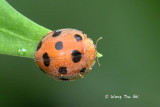 (Coccinellidae, Henosepilachna sp.)[D]Ladybird Beetle