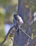Three-toed7659.tif