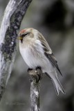 Hoary Redpoll 0142.tif