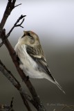 Hoary Redpoll 0186.tif