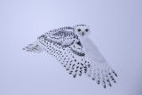 Snowt Owl 9854.tif