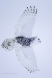Snowy Owl 9863.tif