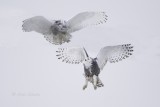 Snowy Owls 0234.tif