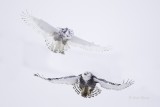 Snowy Owls 0235.tif