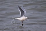 Rosss Gull9751.tif