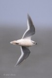 Rosss Gull 0153.tif