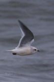 Rosss Gull 9779.tif