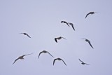 Flight of Rosss Gulls.tif