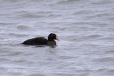 King Eider non-breeding.tif