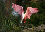 Pink wings