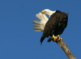Adjusting those tail feathers