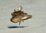 Time to preen