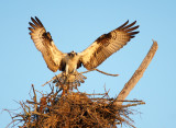 Nest building