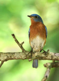 Eastern Bluebird