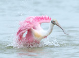 Roseate Spoonbills