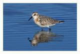 Sanderling