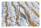 Sandhill Crane