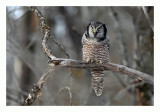 Northern Hawk Owl