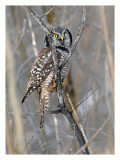 Northern Hawk Owl