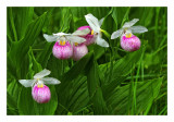 Lady Slipper Orchid