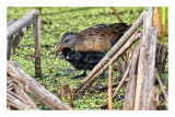 Virginia Rail