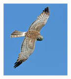 Northern Harrier