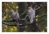 Mourning Dove