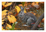 Cottontail