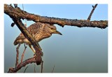 Black-crowned Night Heron