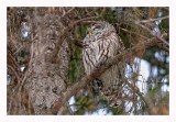 Barred Owl