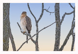 Coopers Hawk