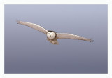 Snowy Owl