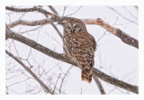Barred Owl
