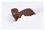 Mink