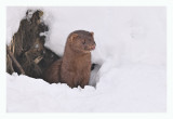Mink